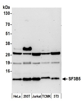 SF3B5 Antibody