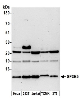 Rabbit anti-SF3B5 Antibody