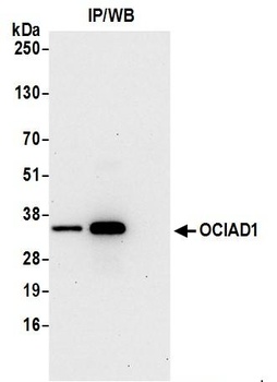 Rabbit anti-OCIAD1 Antibody