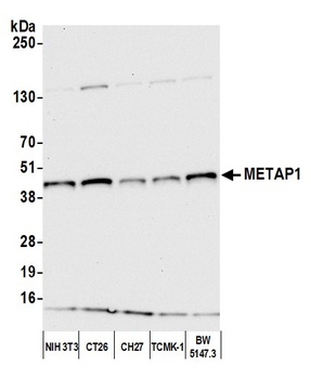 METAP1 Antibody