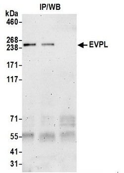 EVPL Antibody