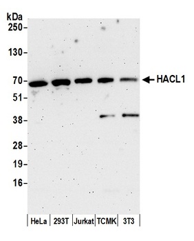 Rabbit anti-HACL1 Antibody