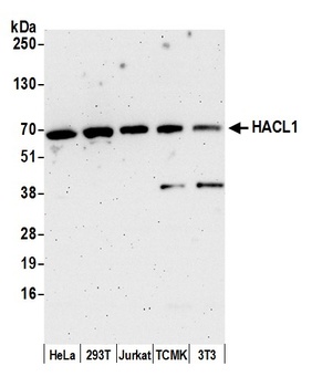 HACL1 Antibody