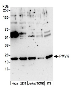 PMVK Antibody