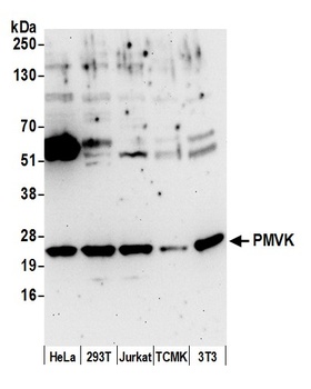 Rabbit anti-PMVK Antibody