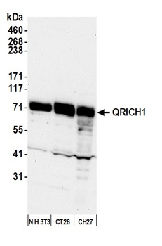 Rabbit anti-QRICH1 Antibody