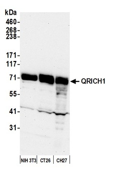 QRICH1 Antibody