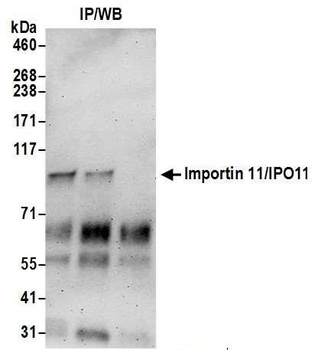 Rabbit anti-Importin 11/IPO11 Antibody