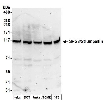 SPG8/Strumpellin Antibody