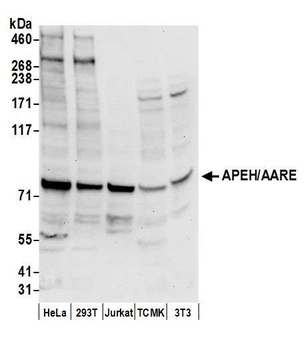 Rabbit anti-APEH/AARE Antibody