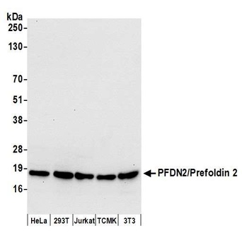 PFDN2/Prefoldin 2 Antibody