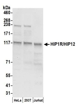 Rabbit anti-HIP1R/HIP12 Antibody