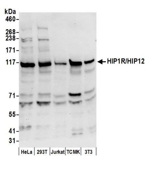 Rabbit anti-HIP1R/HIP12 Antibody