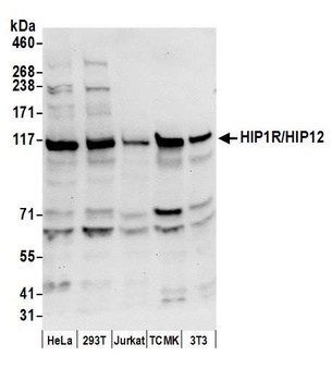 HIP1R/HIP12 Antibody