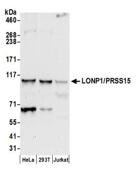 Rabbit anti-LONP1/PRSS15 Antibody