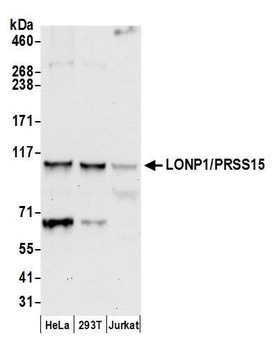 LONP1/PRSS15 Antibody