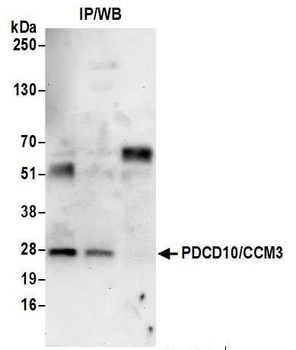 PDCD10/CCM3 Antibody