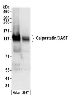 Rabbit anti-Calpastatin/CAST Antibody
