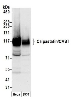 Rabbit anti-Calpastatin/CAST Antibody