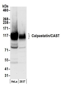 Calpastatin/CAST Antibody