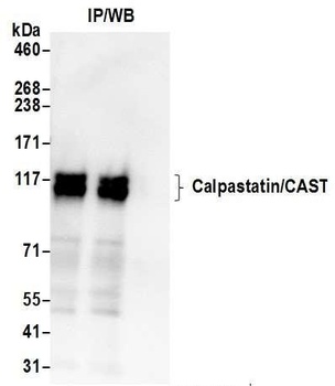 Rabbit anti-Calpastatin/CAST Antibody