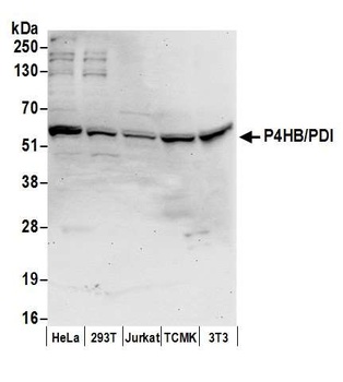 Rabbit anti-P4HB/PDI Antibody