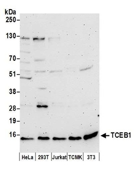 TCEB1 Antibody