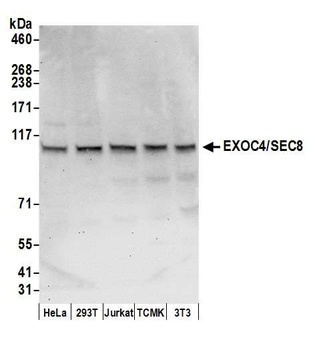 EXOC4/SEC8 Antibody