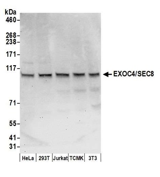 Rabbit anti-EXOC4/SEC8 Antibody