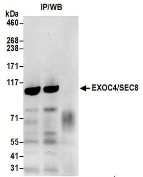 Rabbit anti-EXOC4/SEC8 Antibody