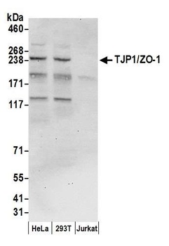 TJP1/ZO-1 Antibody