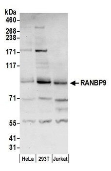 Rabbit anti-RANBP9 Antibody