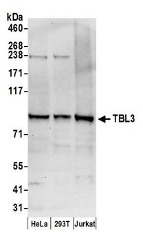 TBL3 Antibody
