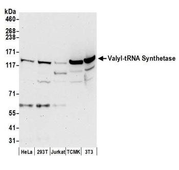 Valyl-tRNA Synthetase/VARS Antibody