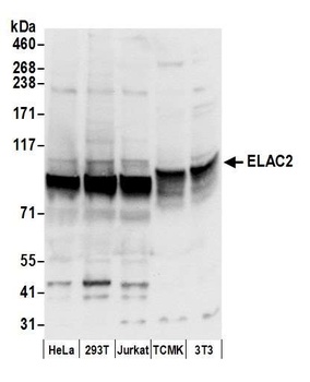 ELAC2 Antibody