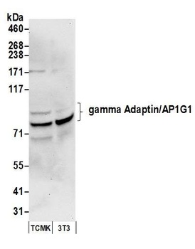 gamma Adaptin/AP1G1 Antibody