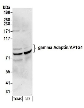 Rabbit anti-gamma Adaptin/AP1G1 Antibody