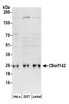 C9orf142 Antibody