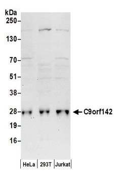Rabbit anti-C9orf142 Antibody
