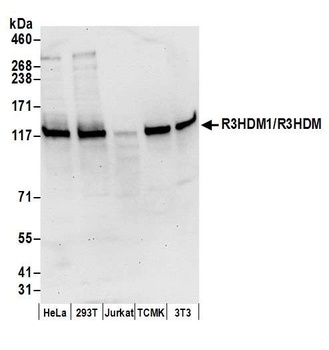 Rabbit anti-R3HDM1/R3HDM Antibody
