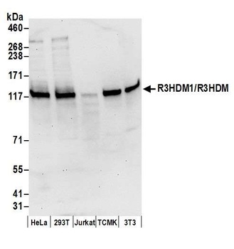 R3HDM1/R3HDM Antibody