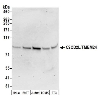 C2CD2L/TMEM24 Antibody