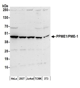 PPME1/PME-1 Antibody