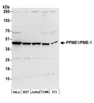 Rabbit anti-PPME1/PME-1 Antibody