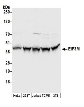 EIF3M Antibody