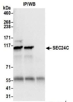 Rabbit anti-SEC24C Antibody