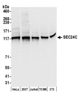 SEC24C Antibody