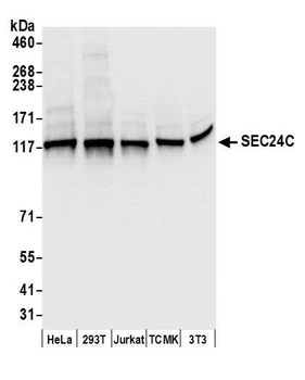 Rabbit anti-SEC24C Antibody