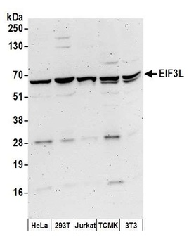 EIF3L Antibody