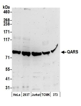 QARS Antibody